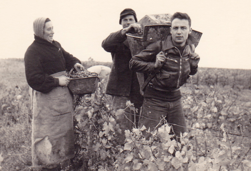 L'histoire des vignes - Chitry colbois
