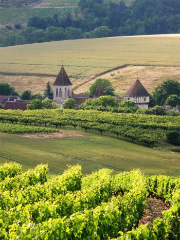 Chitry le Fort - Domaine Colbois, Vins de Chitry