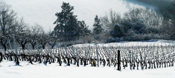 Chitry le Fort - Domaine Colbois, Vins de Chitry