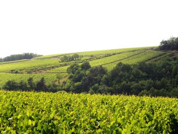 Chitry le Fort - Domaine Colbois, Vins de Chitry